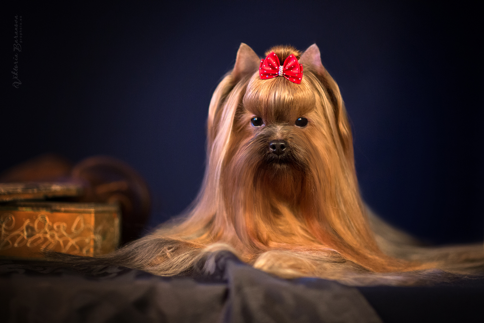  LOYA ABIGAYL VIKTORI — Labaza DogPedigree YorkshireTerrier